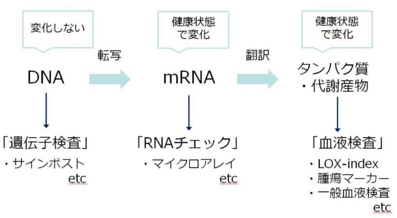 遺伝子、mRNA、タンパク質の違い