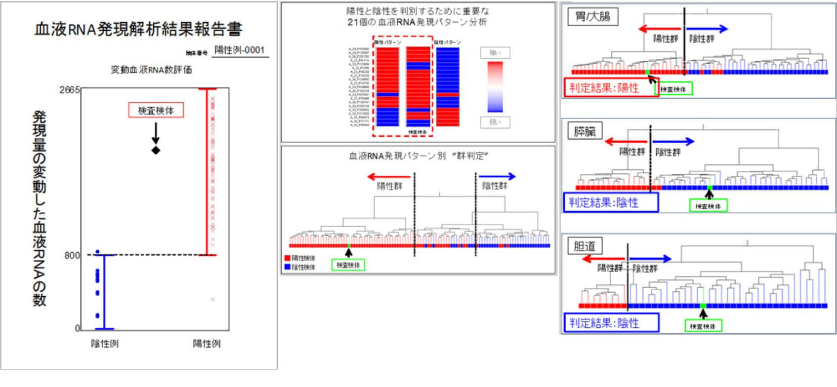 報告書イメージ※陽性例の場合