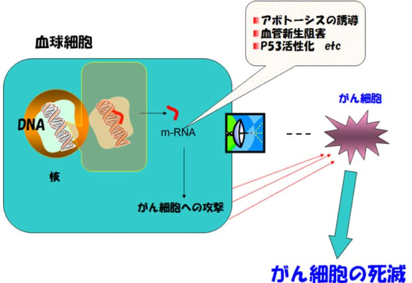 遺伝物質（m-RNA）が癌細胞に反応するメカニズム